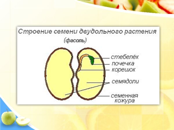 Строение двудольного семени фасоли