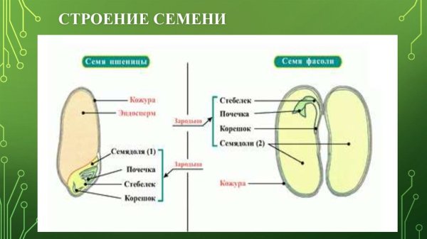 Внутреннее строение семени фасоли