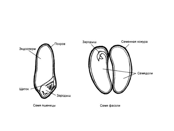 Строение зародыша семени фасоли