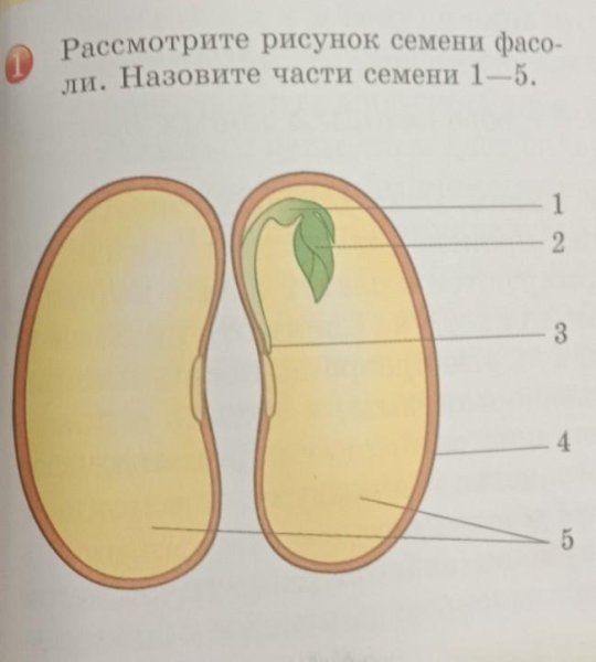 Строение семени двудольного растения фасоли рисунок