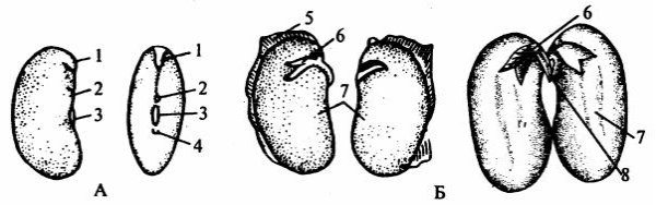 Семя фасоли со стороны рубчика рисунок