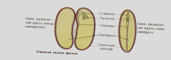 Строение семени фасоли 6 класс биология