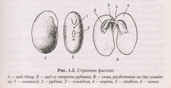 Строение семени фасоли и гороха