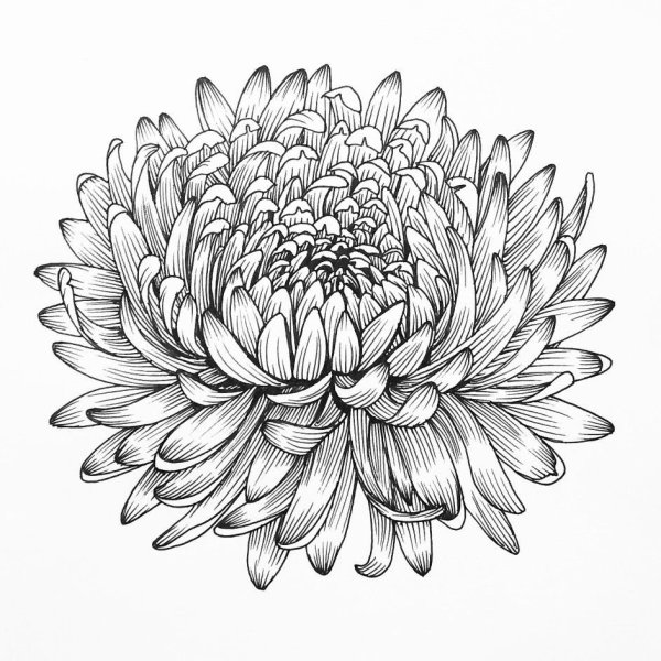 Хризантемы эскзм