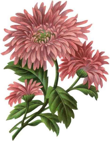 Цветы хризантемы Петр