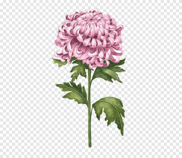 Хризантема вектор