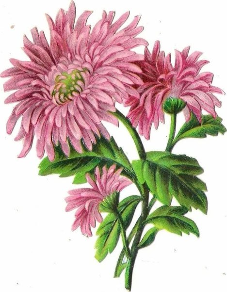 Botanical Aster 4966