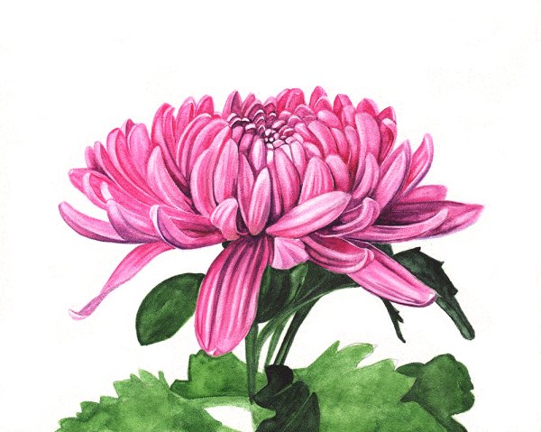 Хризантема анатомия