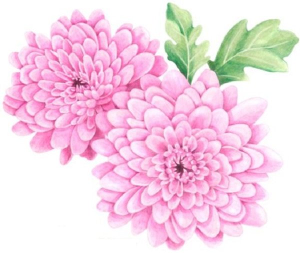 Хризантема рисунок