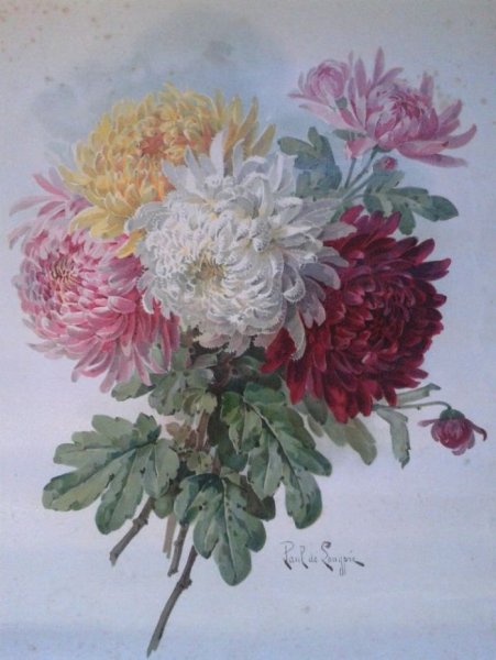 Хризантема Pastel Rose