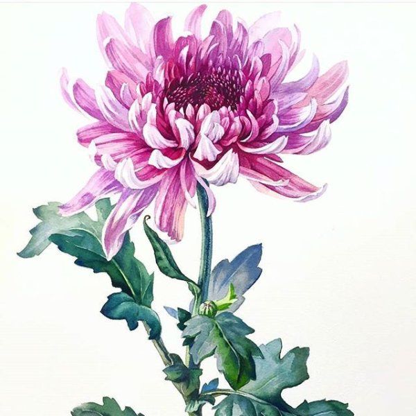 Хризантема цветет акварель