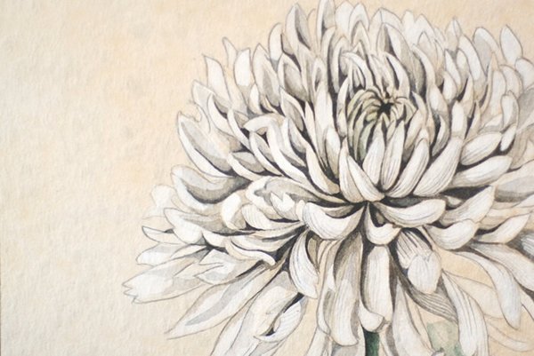 Хризантема Графика