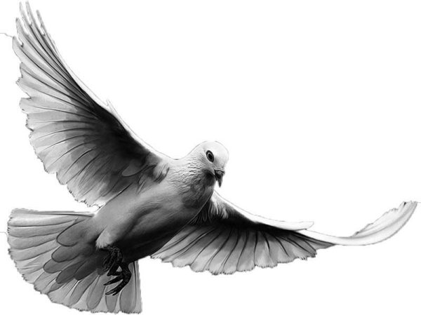 Голубь мира раскраска