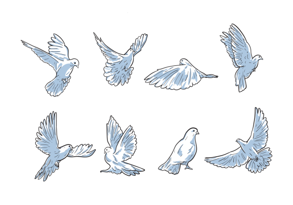 Голубь раскраска