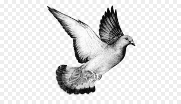 Голубь контур