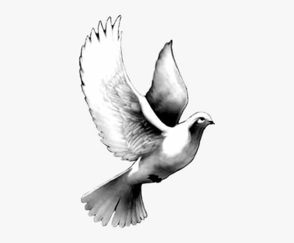 Голубь картинка раскраска