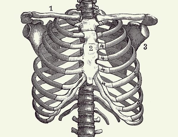 Скелет грудной клетки ребра