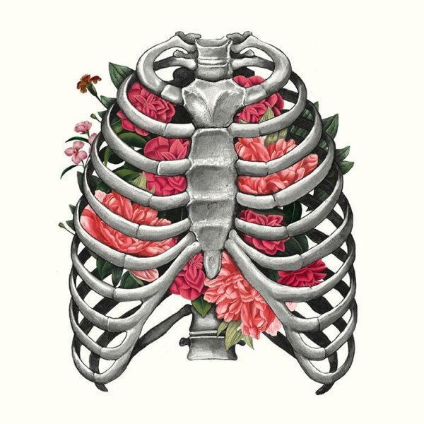 Скелет ребра