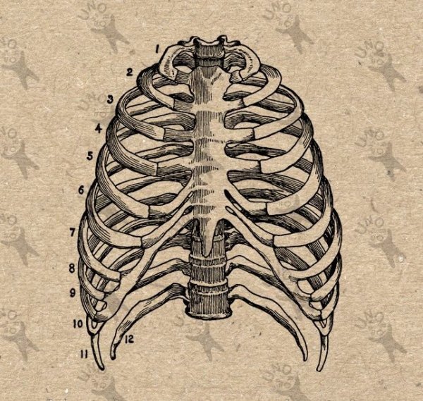 Скелет грудной клетки человека
