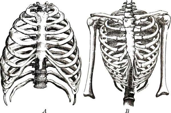 Скелет грудной клетки вид сбоку