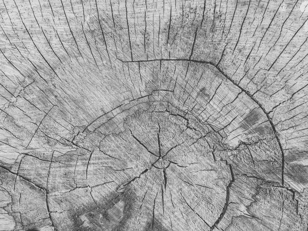 Срез дерева