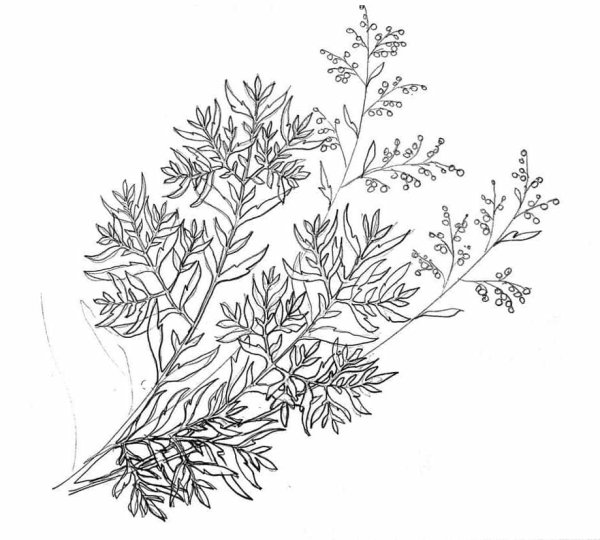 Полынь горькая