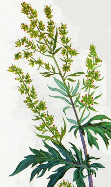 Полынь горькая