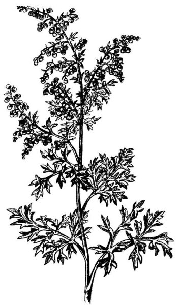 Полынь горькая ботаника