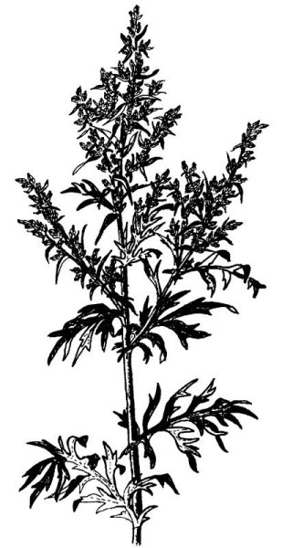 Полынь метельчатая фарм