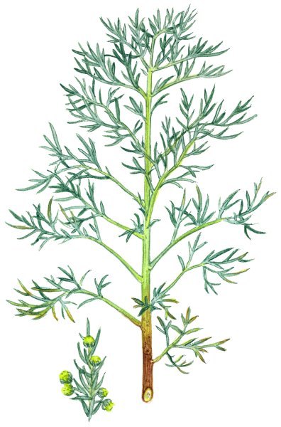 Полынь эстрагон Фармакогнозия