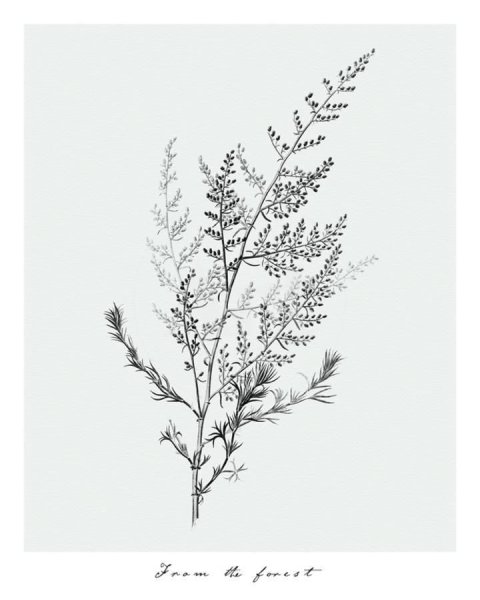 Полынь обыкновенная Ботанический рисунок