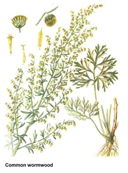 Полынь горькая Фармакогнозия