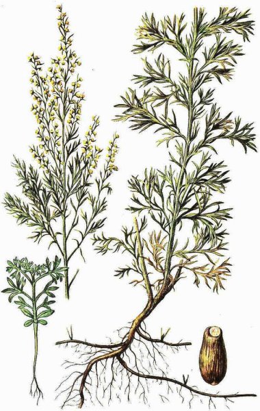 Полынь обыкновенная Ботанический рисунок