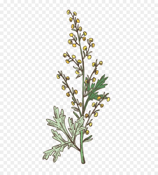 Artemisia absinthium гербарий