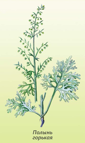 Artemisia absinthium ботаника