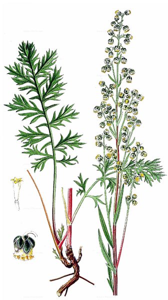 Пижма обыкновенная