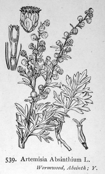 Полынь обыкновенная рисунок