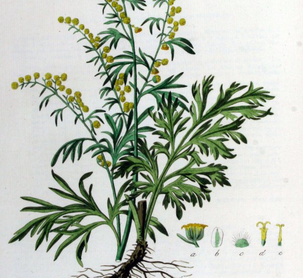 Полынь горькая опушение листа