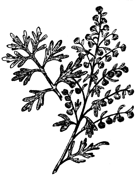 Полынь для раскрашивания