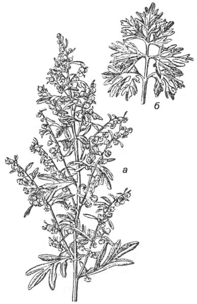 Полынь обыкновенная листья