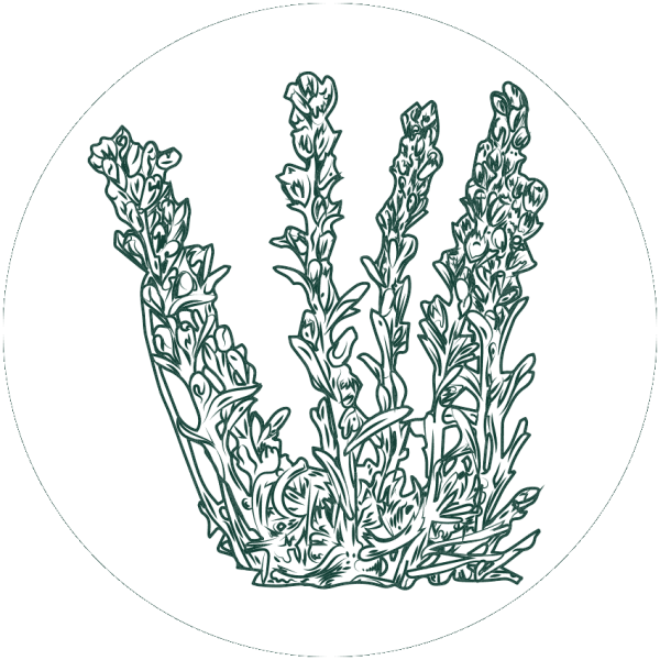 Полынь горькая (Artemisia absinthium)