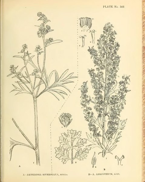 Полынь горькая Ботанический рисунок