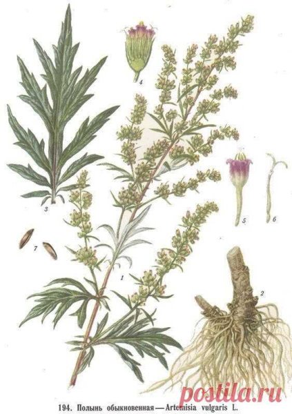 Полынь горькая Ботанический рисунок