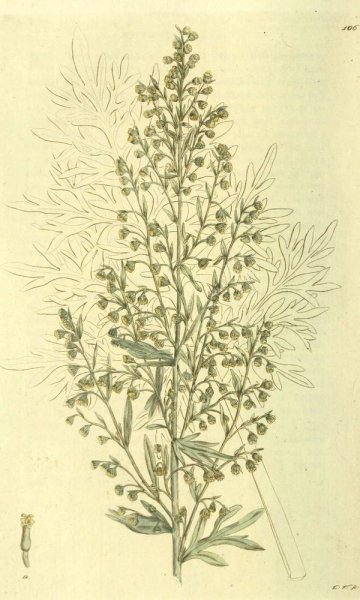 ЛРС Полынь обыкновенная