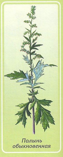 Полынь обыкновенная на белом фоне