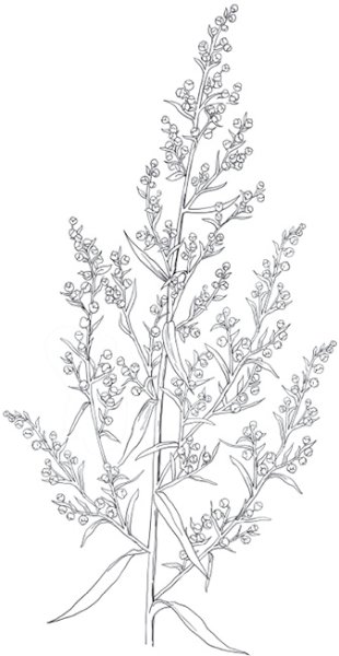 Полынь обыкновенная раскраска