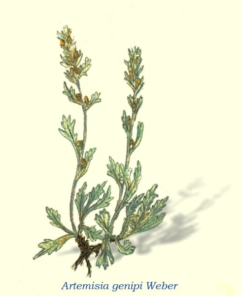 Полынь горькая