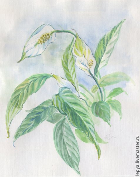 Спатифиллум ботаника