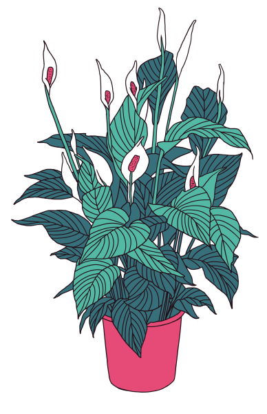 Спатифиллум растение рисунок