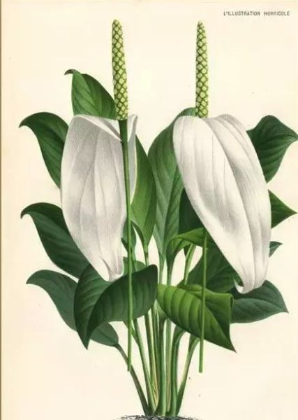 Спатифиллум стилизация